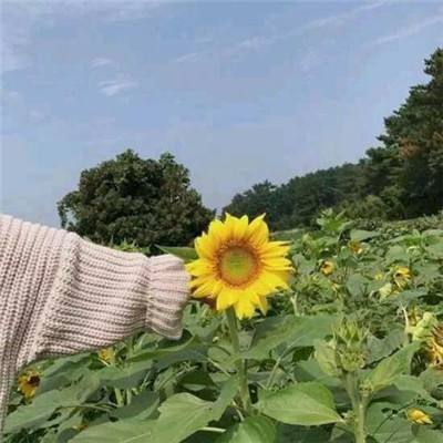 果盘我的总裁女友游戏下载