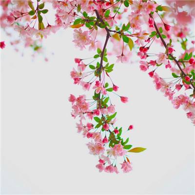 轩辕之战游戏(暂未上线)v2.0.0 安卓版